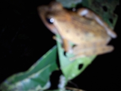 Phrynobatrachus auritus