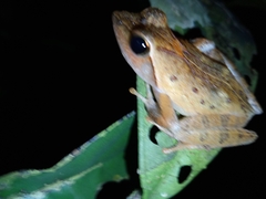 Phrynobatrachus auritus