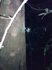 Hemidactylus fasciatus