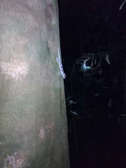 Hemidactylus fasciatus