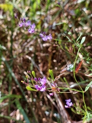 Comesperma volubile