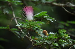 Calliandra surinamensis