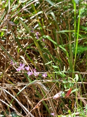 Comesperma volubile
