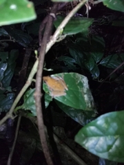 Phrynobatrachus auritus