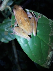 Phrynobatrachus auritus