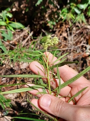 Cassinia aureonitens