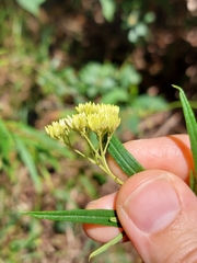 Cassinia aureonitens