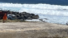 Foudia madagascariensis