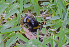 Bombus terrestris dalmatinus