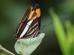 Adelpha syma