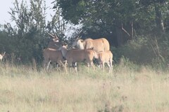 Tragelaphus oryx oryx