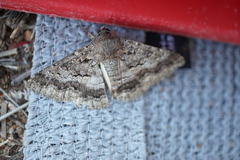 Eudesmeola lawsoni