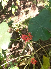 Jatropha podagrica