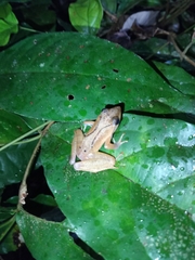 Phrynobatrachus auritus