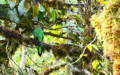 Pharomachrus auriceps