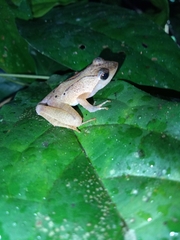 Phrynobatrachus auritus