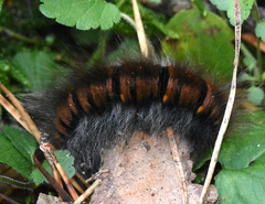 Macrothylacia rubi