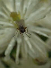 Muscidae