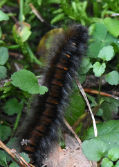 Macrothylacia rubi
