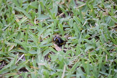 Bombus terrestris dalmatinus