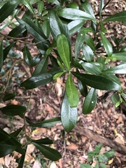 Psychotria daphnoides