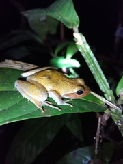 Phrynobatrachus auritus