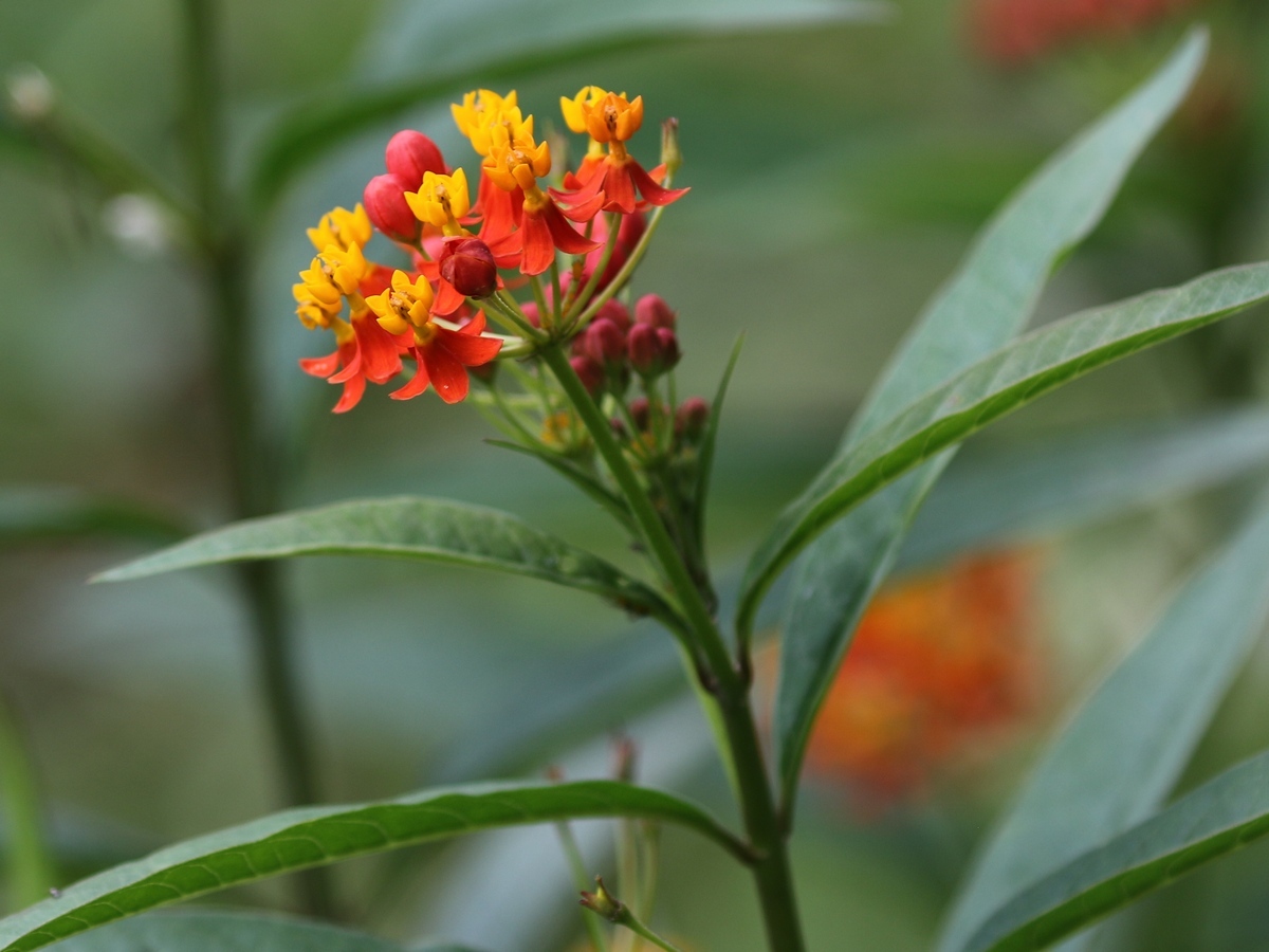 Asclepias curassavica