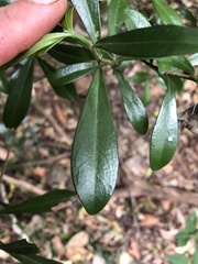 Psychotria daphnoides