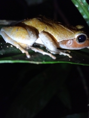 Phrynobatrachus auritus