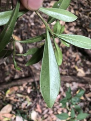 Psychotria daphnoides