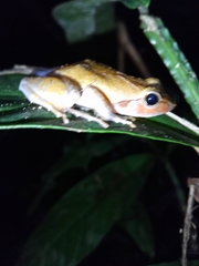 Phrynobatrachus auritus