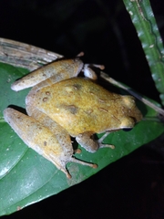 Phrynobatrachus auritus