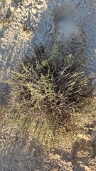 Artemisia monosperma