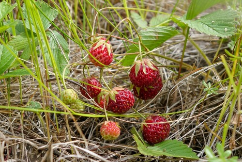 Šlaitinė žemuogė nuotrauka