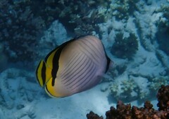 Chaetodon vagabundus