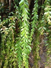 Tmesipteris obliqua