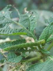 Xanthodes transversa