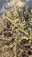 Artemisia monosperma