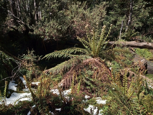 Dicksonia antarctica, photographed by an iNaturalist contributor