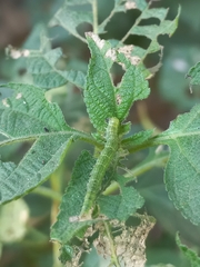 Xanthodes transversa