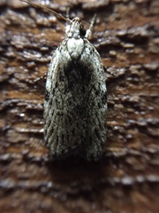Phaeosaces compsotypa
