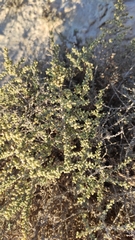 Artemisia monosperma