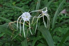 Hymenocallis littoralis