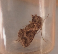 Thysanoplusia daubei