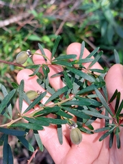 Gompholobium latifolium