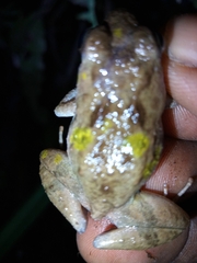 Phrynobatrachus auritus