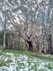 Eucalyptus pauciflora