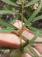 Gompholobium latifolium