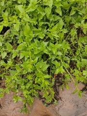 Patellifolia procumbens