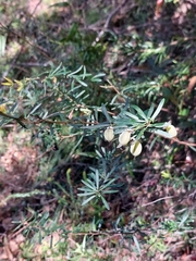 Gompholobium latifolium